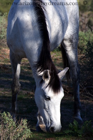 "Spirit Horse 2"
McDowell Rd. Scottsdale, AZ.